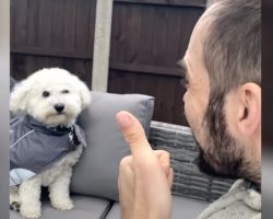 Buddy The Dog Knows His Cue And Smiles On Command