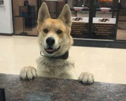 Good Boy Shows Up To The Police To Report A Missing Dog – Himself