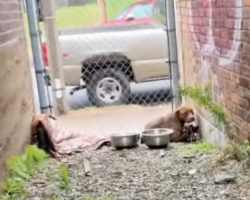 A Stray Dog Trembled From Head To Toe While Cowering Between Buildings