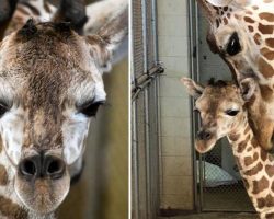 Zoo celebrates birth of precious newborn reticulated giraffe