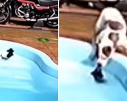 Hero Pit Bull Saves Chihuahua Friend From Drowning In Pool