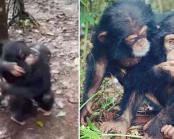 Rescued chimpanzees hug orphaned new arrival as he arrives in sanctuary