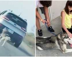 Husky dog is left on the side of the road by owner, but soon finds a loving new home