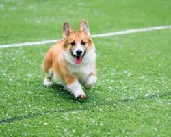 Corgi Steals the Show During Seattle Seahawks Game