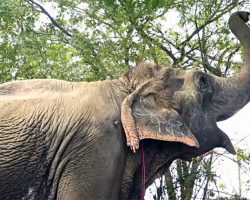 Blind elephant enjoys first walk of freedom after being saved from cruelty