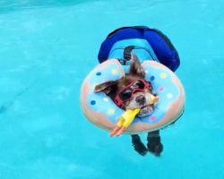 17-Year-Old Dog Spends All Day Taking Floating Naps