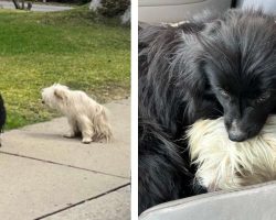 Woman Separately Rescue Dog Siblings, But Immediately Realizes That They Need Each Other