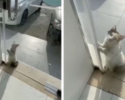 Cat Begs Shop Owner To Let Her Inside From The Heatwave
