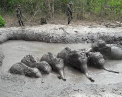Park rangers save six young elephants trapped in mud puddle — thank you