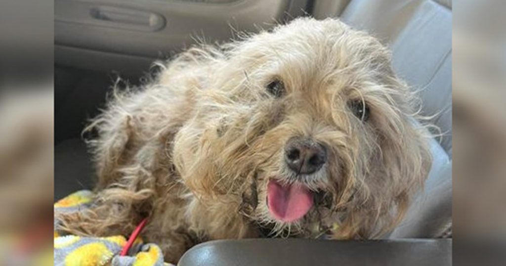 Grateful dog has big smile for rescuer who spent weeks trying to save her