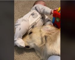 Golden Retriever’s Patience With Baby Playing on the Floor is the Picture of True Love