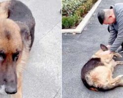 Former Police Dog ‘Cries’ After Reuniting With Handler She Hasn’t Seen For Years