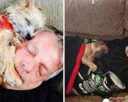 Dads Who Refused To Allow A Dog In The House, But These Pictures Speak For Themselves