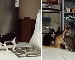 Mom Hides A Camera To See Who’s Been Getting Into The Refrigerator