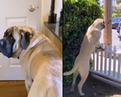 Dog Waits By The Door Every Morning So He Can Greet His Favorite Mailwoman