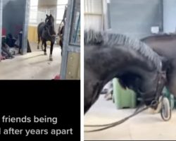 Horse Friends See Each Other Again After Years Apart