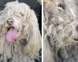 Under All That Matted Fur Was A Dog Who Just Wants To Float In The Pool All Day