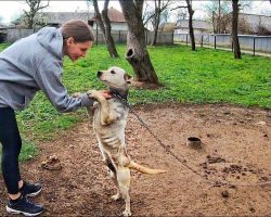 Dog Who Lived On A Heavy Chain His Whole Life Grabs Rescuer’s Hand