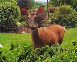 Woman Connects To Doorbell Cam To Say Hi To The Deer Eating The Bushes