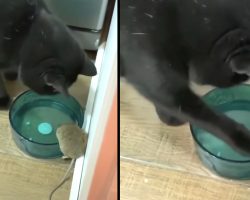 Man Finds His Cat Befriending The Mouse He Was Supposed To Chase Away￼