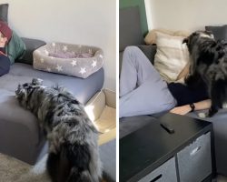 Dog’s Tired Of Dad Being On His Phone And Ignoring Him, Takes Care Of It