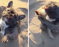 Dog Is Buried In The Sand, But He Just Got Pizza So All Is Well