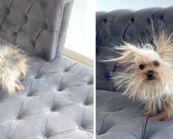 Mom Finds The Prickly Porcupine On The Couch To Actually Be Her Dog