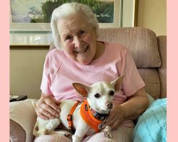 In A Perfect Senior Match, A 100-Year-Old Woman Adopts An 11-Year-Old Dog