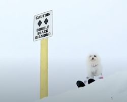 Dogs Hit The Slopes On A Ski Trip That Could’ve Used Some More Planning