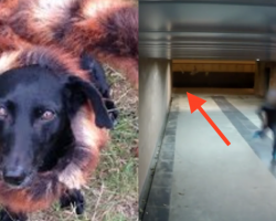 How This Dog Scares The Daylights Out Of Everyone Is The Craziest Thing!