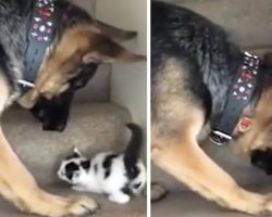 Tiny Kitten Can’t Get Up The Stairs, So The German Shepherd Steps In