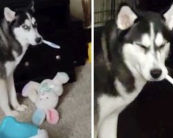 Mom’s Toothbrush Went Missing, So She Called For The Husky