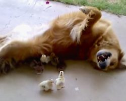 10 Baby Chicks Wander Into The Yard, And Bailey Adopts Them As Her Own