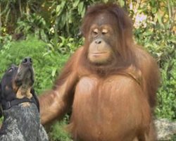 1-Minute Animal Video Teaches Us To ‘Be Together, Not The Same’