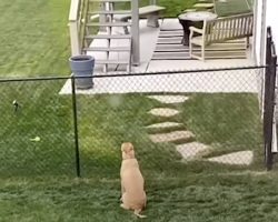 Dog Sits And Waits At The Fence For His Best Friend To Come Out And Play