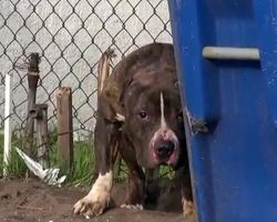 Kids Constantly Threw Rocks At A Pit Bull Who Just Wanted To Be Loved
