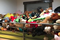 Family’s Cat Hides In A Pile Of Toys, And People Have A Hard Time Spotting Him