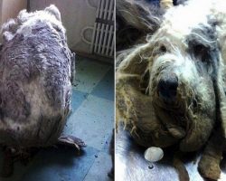 Dog Found In Kitchen Buried Beneath Four Trash Bags Full Of Matted Fur