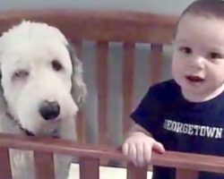 Dad Walks In And Asks The Toddler About The Dog In His Crib