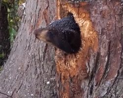 Crying Noises Throughout The Night Led A Woman To Cubs Stuck In A Tree￼