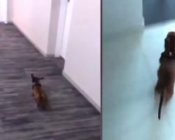 Dachshund Arrives Home, Picks Up Speed The Closer He Gets To Bed