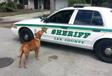 Police Set Out To Find A Loose Pit Bull, And It Approaches Their Car