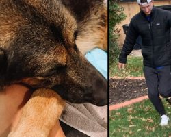 They Were Told By The Vet To Say Their Goodbyes, But Couple Runs The Dog Home