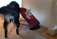 Dog Mimics Mom Putting Newborn In A Rocker By Using Her Elephant Toy￼