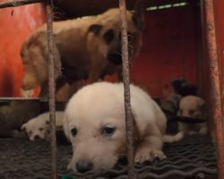 Dogs Are Being Farmed Here So Humans Can Eat Them, And It’s Appalling￼