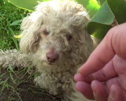 Blind Stray Hears Someone In Front Of Him And Lashes Out In Fear￼