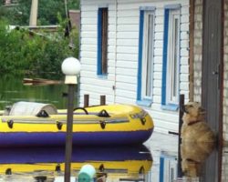 Loyal Dog Runs Away And Goes Back Home To Guard It In The Flood Waters￼