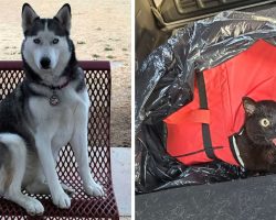 Husky Stops On Her Walk To Check Out A Cooler And Saves A Life