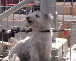 Train Is Barreling Down The Tracks When They Arrive To Find A Dog Living There