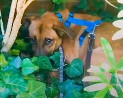 Foster Dog Would Hide In The Bushes On Walks And Keep His Distance